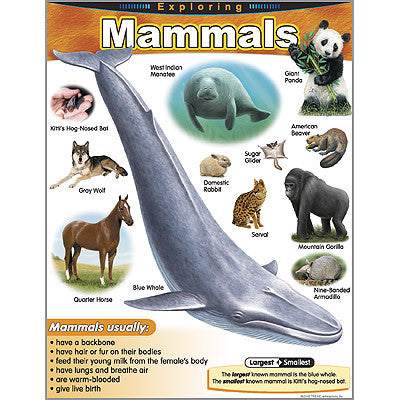 Exploring Mammals