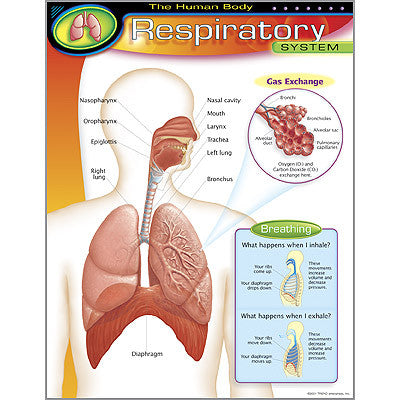 The Human Body–Respiratory System