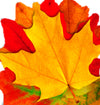 Colorful Leaves