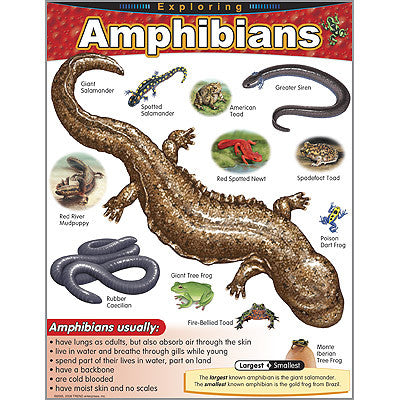 Exploring Amphibians