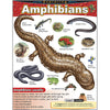 Exploring Amphibians