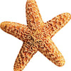 Starfish